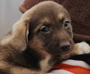 Шанталь - це про любов! з м. Київ