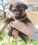 Знайти люблячий прихісток з м. Кременчук