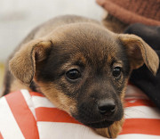 Справжня француженка Коко з м. Київ