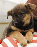 Справжня француженка Коко з м. Київ