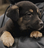 Ідеальний Ренар з м. Київ