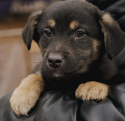 Ідеальний Ренар з м. Київ