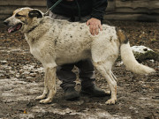 Чудовий скарб Ікло з м. Київ