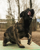 Ваш оберіг Муня з м. Київ