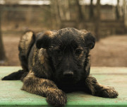 Ваш оберіг Муня з м. Київ