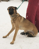 Найрозумніший пес у світі Малюк з м. Київ