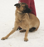 Найрозумніший пес у світі Малюк з м. Київ