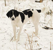 Неймовірна красуня Лейла з північного полюсу з м. Київ