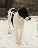 Неймовірна красуня Лейла з північного полюсу з м. Київ