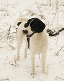 Неймовірна красуня Лейла з північного полюсу з м. Київ
