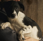 Красунчик Свен із мармуровими лапками Київ