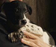 Красунчик Свен із мармуровими лапками Київ