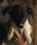 Активний хлопчик Вігго з м. Київ