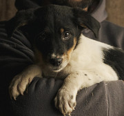 Активний хлопчик Вігго з м. Київ