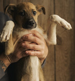 Ідеальний друг Лукас з м. Київ