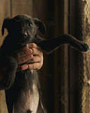 Справжній скарб Міко з м. Київ