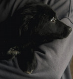 Руна - справжній Агат з м. Київ