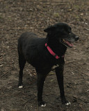 Знайомся - я Філліс, сама грація з м. Київ