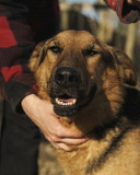 Сонячна дівчинка Даяна з м. Київ