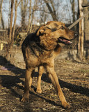 Сонячна дівчинка Даяна з м. Київ