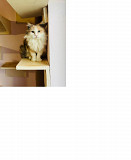 Лагідна кішечка-триколор Флора Київ