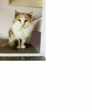 Лагідна кішечка-триколор Флора Київ