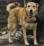 Дівчинка з великим серцем Вірджинія з м. Київ