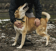 Дівчинка з великим серцем Вірджинія з м. Київ