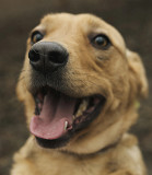 Я не вовк, а красень Вульф з м. Київ