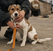 Веселий Боня з м. Київ