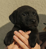 Підкорювач сердець Альф з м. Київ