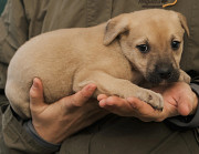 Пісочна красуня Маріт з м. Київ