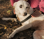 Білосніжна красуня Брівка з м. Київ