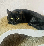 Грайливий хлопчик Перчик з м. Київ