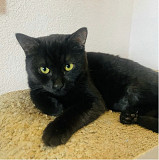 Грайливий хлопчик Перчик з м. Київ