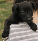 Красунчик Джой з м. Київ