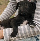 Красунчик Джой з м. Київ