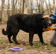 Лагідний і мудрий Чорниш з м. Київ