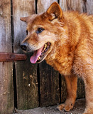 Плюшевий ведмедик Топтижка з м. Київ