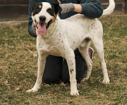 Активний і усміхнений Шерлок з м. Київ