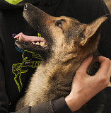 Весела і рухлива Фанні з м. Київ