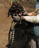 Ідеальний компаньон Ремі з м. Київ