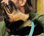 Люблячий песик Булка з м. Київ