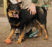 Люблячий песик Булка з м. Київ