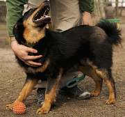 Люблячий песик Булка з м. Київ