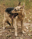 Чудовий охоронець Квітка з м. Київ