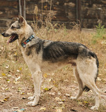 Щасливий і вірний хлопчик Арагорн з м. Київ