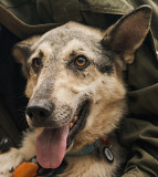 Щасливий і вірний хлопчик Арагорн з м. Київ