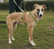 Надзвичайно красива і граційна Дейзі з м. Київ