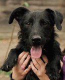 Напарник в усіх пригодах Бітл з м. Київ